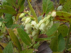 Vaccinium exul
