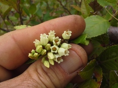 Vaccinium exul