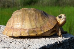 Terrapene carolina yucatana