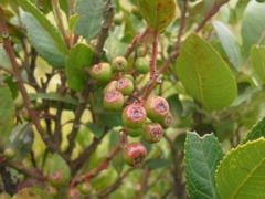 Vaccinium exul