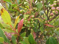 Vaccinium exul