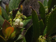 Vaccinium exul