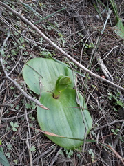 Platanthera orbiculata