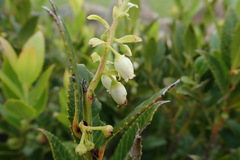 Vaccinium exul