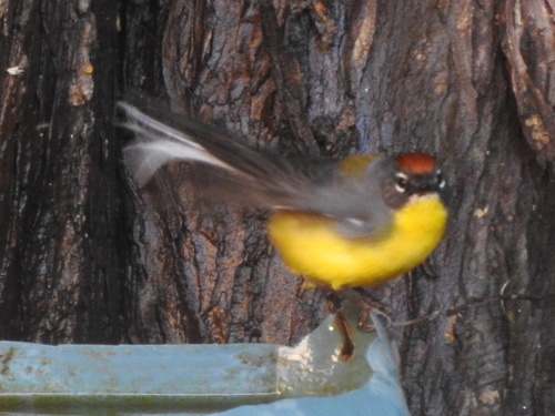 Brown-capped Whitestart (Myioborus brunniceps), photo 3