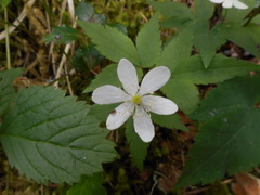Anemonoides trifolia