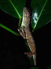 Draco spilopterus