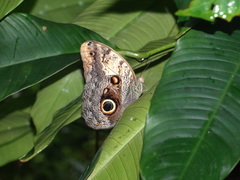 Caligo telamonius memnon
