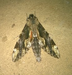 Erinnyis oenotrus