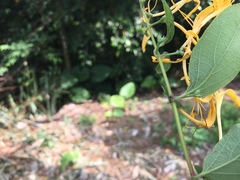 Lonicera hypoglauca