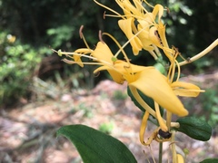 Lonicera hypoglauca
