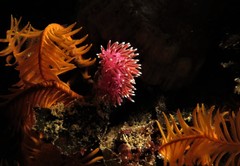 Paraflabellina funeka