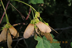 Acer glabrum douglasii