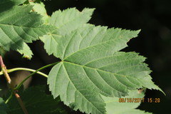 Acer glabrum douglasii