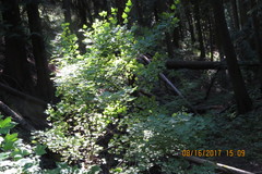 Acer glabrum douglasii