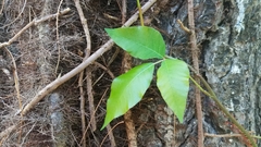 Toxicodendron radicans