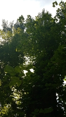 Toxicodendron radicans