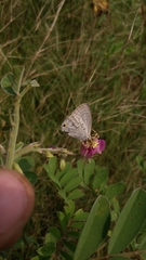 Catochrysops strabo strabo
