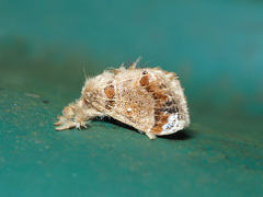 Bembina isabellina