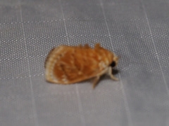 Narosa velutina