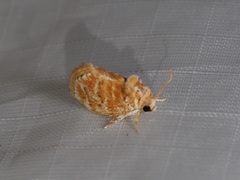 Narosa velutina