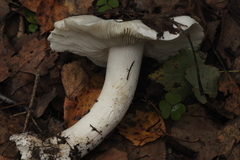 Tricholoma columbetta