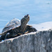 Ouachita Map Turtle - Photo (c) Diego Kondratzky, some rights reserved (CC BY-NC), uploaded by Diego Kondratzky