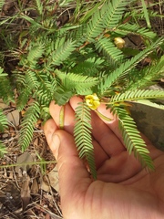 Chamaecrista comosa