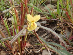 Chamaecrista comosa
