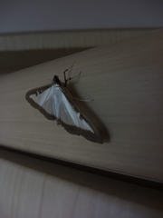 Cydalima perspectalis