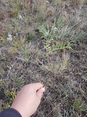 Astragalus suffruticosus