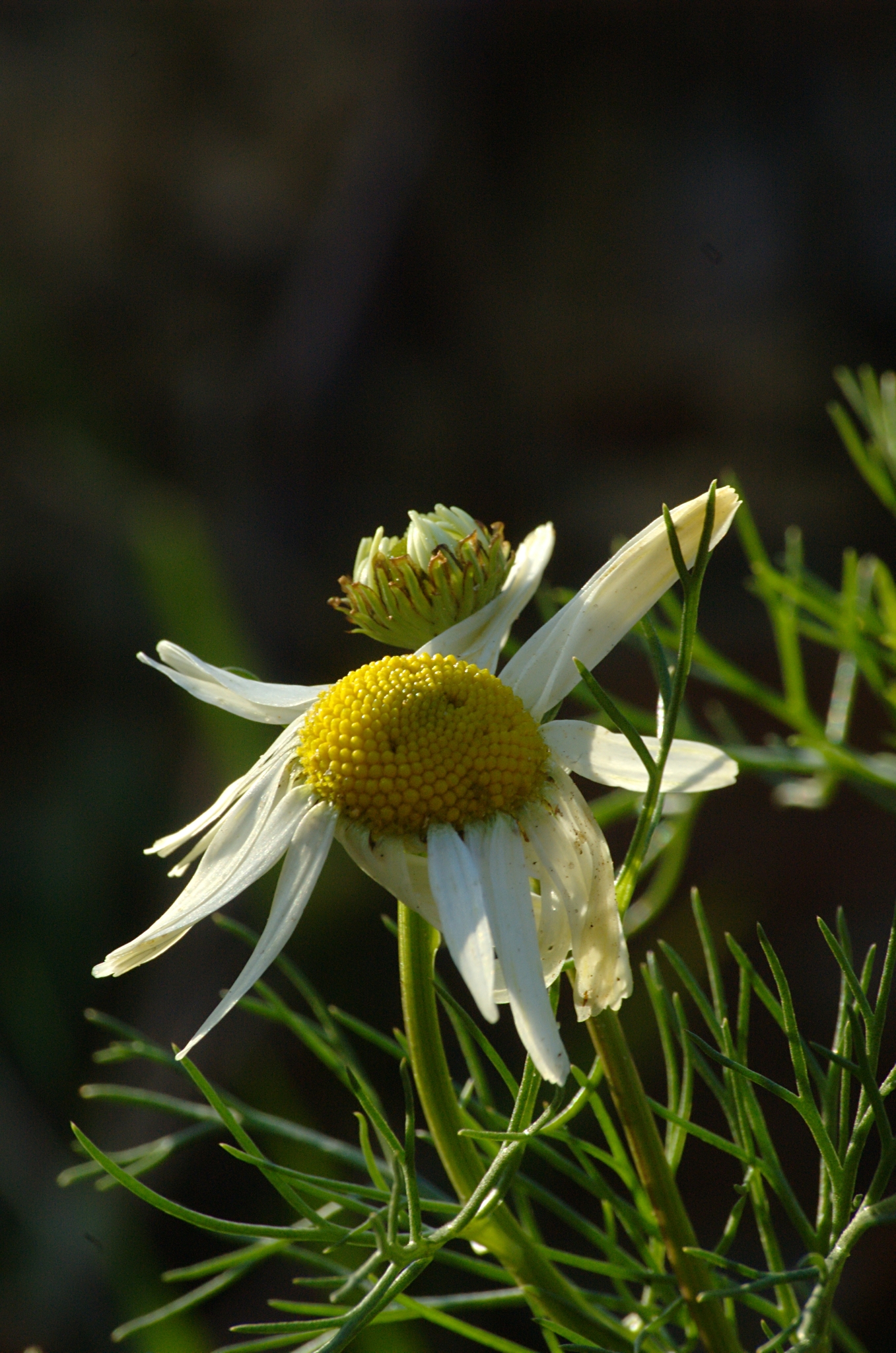 Tripleurospermum