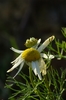 Sea Mayweed - Photo (c) AnneTanne, some rights reserved (CC BY-NC-SA)