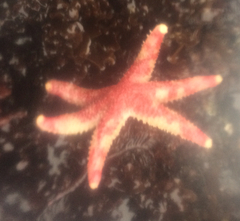 Leptasterias hexactis