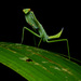 Mantidae - Photo (c) Geoff Gallice, algunos derechos reservados (CC BY)