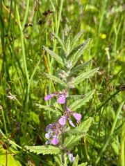 Teucrium scordium
