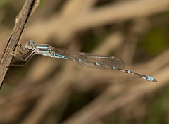 Austrolestes aridus