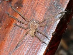 Palystes superciliosus