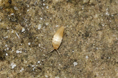 Nicoletiidae