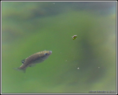 Cyprinodon nevadensis mionectes