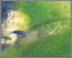 Cyprinodon nevadensis mionectes