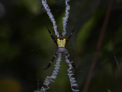 Argiope mangal
