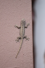 Hemidactylus platyurus