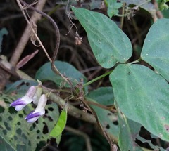 Amphicarpaea edgeworthii