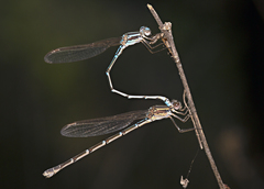 Austrolestes aridus