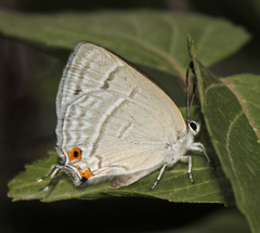 Shizuyaozephyrus ziha