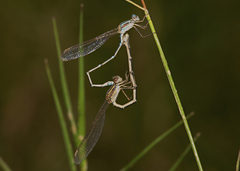 Austrolestes aridus