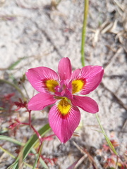 Moraea tricolor
