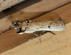 Melitara subumbrella