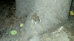 Duttaphrynus melanostictus